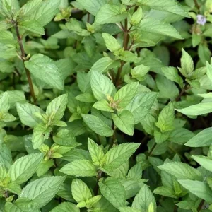 2 Chocolate Mint Live Plants – Fresh Herb for Planting – 4-6 Inch Tall - Image 2