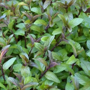 2 Chocolate Mint Live Plants – Fresh Herb for Planting – 4-6 Inch Tall - Image 3