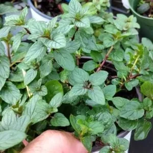2 Chocolate Mint Live Plants – Fresh Herb for Planting – 4-6 Inch Tall - Image 4