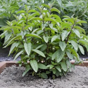 2 Chocolate Mint Live Plants – Fresh Herb for Planting – 4-6 Inch Tall - Image 5