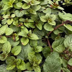 2 Chocolate Mint Live Plants – Fresh Herb for Planting – 4-6 Inch Tall - Image 6