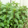 2 Chocolate Mint Live Plants – Fresh Herb for Planting – 4-6 Inch Tall - Image 1