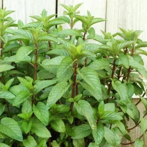 2 Chocolate Mint Live Plants – Fresh Herb for Planting – 4-6 Inch Tall - Image 1
