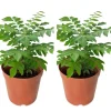 2 Curry Leaf Live Plants, 4-6 Inches Tall, 4 Inch Pot - Sweet Neem Tree for Culinary Herbs, Indoor/Outdoor - Image 1
