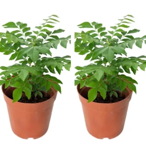 2 Curry Leaf Live Plants, 4-6 Inches Tall, 4 Inch Pot - Sweet Neem Tree for Culinary Herbs, Indoor/Outdoor - Image 1