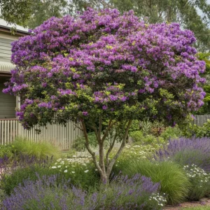 2 Dwarf Tibouchina Live Plants, Purple Fragrant Flowers, 4-7 Inch Tall, 4 Inch Pot, Indoor/Outdoor Bush - Image 2