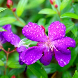 2 Dwarf Tibouchina Live Plants, Purple Fragrant Flowers, 4-7 Inch Tall, 4 Inch Pot, Indoor/Outdoor Bush - Image 3