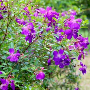2 Dwarf Tibouchina Live Plants, Purple Fragrant Flowers, 4-7 Inch Tall, 4 Inch Pot, Indoor/Outdoor Bush - Image 4