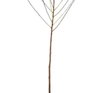 2 Eastern Redbud Bare Root Trees - 6-12 Inch Tall Live Plants, Zones 5-9 Outdoor - Image 2