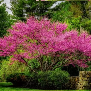 2 Eastern Redbud Bare Root Trees - 6-12 Inch Tall Live Plants, Zones 5-9 Outdoor - Image 3