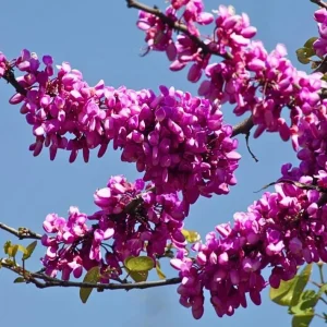 2 Eastern Redbud Bare Root Trees - 6-12 Inch Tall Live Plants, Zones 5-9 Outdoor - Image 4