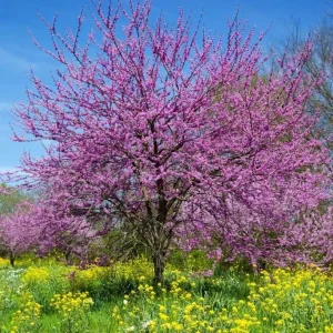 2 Eastern Redbud Bare Root Trees - 6-12 Inch Tall Live Plants, Zones 5-9 Outdoor - Image 5