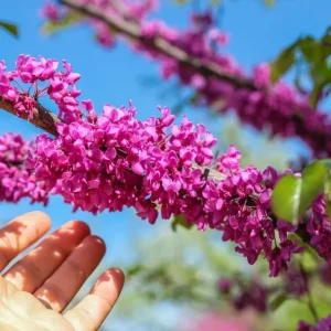 2 Eastern Redbud Bare Root Trees - 6-12 Inch Tall Live Plants, Zones 5-9 Outdoor - Image 6