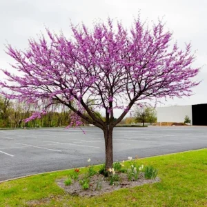 2 Eastern Redbud Bare Root Trees - 6-12 Inch Tall Live Plants, Zones 5-9 Outdoor - Image 7