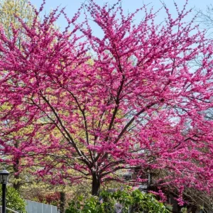 2 Eastern Redbud Bare Root Trees - 6-12 Inch Tall Live Plants, Zones 5-9 Outdoor - Image 8