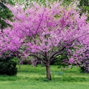 2 Eastern Redbud Bare Root Trees - 6-12 Inch Tall Live Plants, Zones 5-9 Outdoor - Image 1