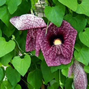 2 Giant Dutchman's Pipe Vine Live Plants, 6-12 Inches Tall, Fast-Growing Tropical Climber, Bare Root - Image 2