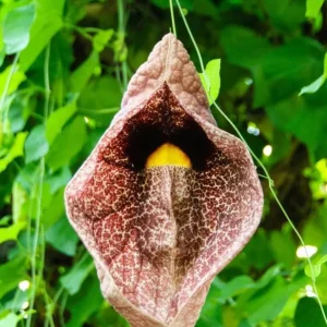 2 Giant Dutchman's Pipe Vine Live Plants, 6-12 Inches Tall, Fast-Growing Tropical Climber, Bare Root - Image 3