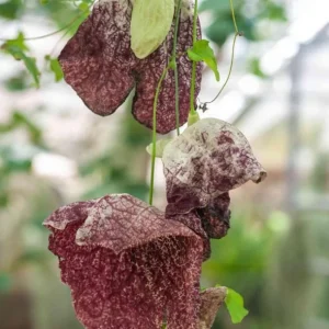 2 Giant Dutchman's Pipe Vine Live Plants, 6-12 Inches Tall, Fast-Growing Tropical Climber, Bare Root - Image 4