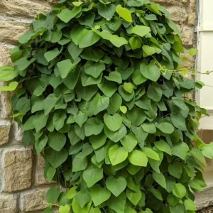 2 Giant Dutchman's Pipe Vine Live Plants, 6-12 Inches Tall, Fast-Growing Tropical Climber, Bare Root - Image 5
