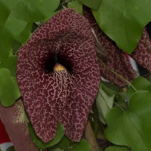 2 Giant Dutchman's Pipe Vine Live Plants, 6-12 Inches Tall, Fast-Growing Tropical Climber, Bare Root - Image 6