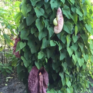 2 Giant Dutchman's Pipe Vine Live Plants, 6-12 Inches Tall, Fast-Growing Tropical Climber, Bare Root - Image 7