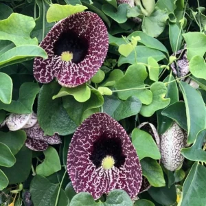 2 Giant Dutchman's Pipe Vine Live Plants, 6-12 Inches Tall, Fast-Growing Tropical Climber, Bare Root - Image 8