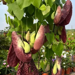 2 Giant Dutchman's Pipe Vine Live Plants, 6-12 Inches Tall, Fast-Growing Tropical Climber, Bare Root - Image 9