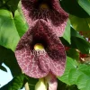 2 Giant Dutchman's Pipe Vine Live Plants, 6-12 Inches Tall, Fast-Growing Tropical Climber, Bare Root - Image 1