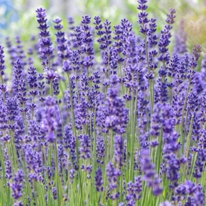 2 Lavender Plants 4-6 Inches Live - Fragrant Herb for Indoor Outdoor Garden - Image 2