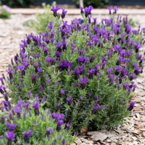 2 Lavender Plants 4-6 Inches Live - Fragrant Herb for Indoor Outdoor Garden - Image 3