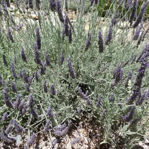2 Lavender Plants 4-6 Inches Live - Fragrant Herb for Indoor Outdoor Garden - Image 4