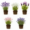 2 Lavender Plants 4-6 Inches Live - Fragrant Herb for Indoor Outdoor Garden - Image 1