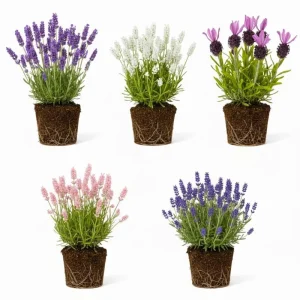 2 Lavender Plants 4-6 Inches Live - Fragrant Herb for Indoor Outdoor Garden - Image 1