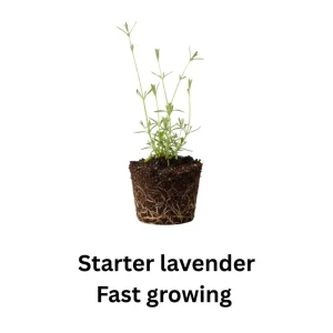 2 Lavender Plants 4-6 Inches Live - Fragrant Herb for Indoor Outdoor Garden - Image 5