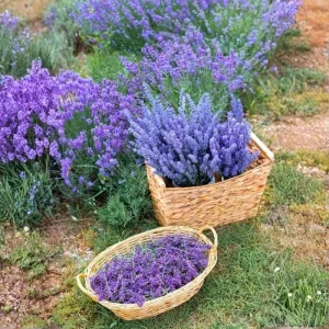 2 Lavender Plants 4-6 Inches Live - Fragrant Herb for Indoor Outdoor Garden - Image 6
