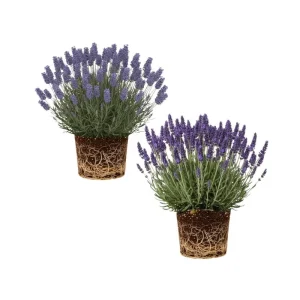 2 Lavender Plants 4-6 Inches Live - Fragrant Herb for Indoor Outdoor Garden - Image 7