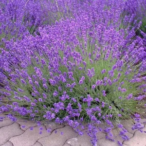 2 Lavender Plants 4-6 Inches Live - Fragrant Herb for Indoor Outdoor Garden - Image 8
