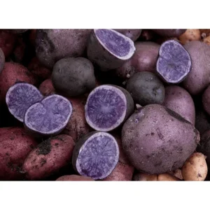2 Lbs Blue Adirondack Seed Potatoes - Purple Whole Tubers for Planting - Image 3