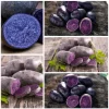 2 Lbs Blue Adirondack Seed Potatoes - Purple Whole Tubers for Planting - Image 1