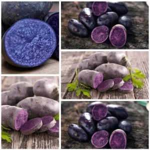 2 Lbs Blue Adirondack Seed Potatoes - Purple Whole Tubers for Planting - Image 1