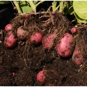 2 Lbs Red Potato Seeds for Planting - Whole Tubers - Vegetable Seeds - Image 3