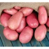 2 Lbs Red Potato Seeds for Planting - Whole Tubers - Vegetable Seeds - Image 1