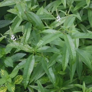 2 Lemon Verbena Live Plants for Planting – Fragrant Herb, 4-6 Inch Tall - Image 2