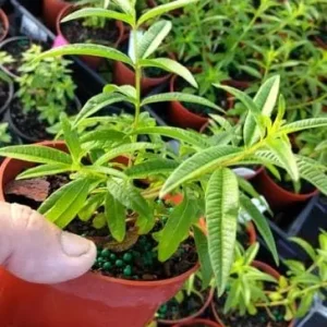 2 Lemon Verbena Live Plants for Planting – Fragrant Herb, 4-6 Inch Tall - Image 4