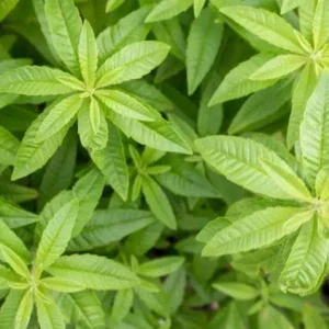 2 Lemon Verbena Live Plants for Planting – Fragrant Herb, 4-6 Inch Tall - Image 1