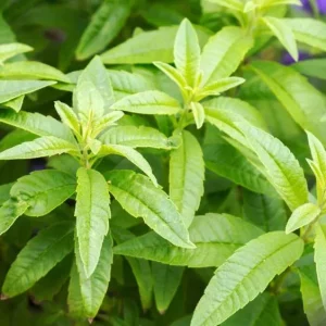 2 Lemon Verbena Live Plants for Planting – Fragrant Herb, 4-6 Inch Tall - Image 5