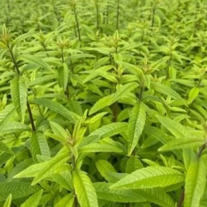 2 Lemon Verbena Live Plants for Planting – Fragrant Herb, 4-6 Inch Tall - Image 6