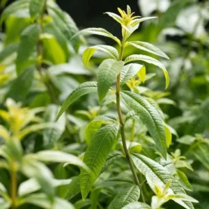 2 Lemon Verbena Live Plants for Planting – Fragrant Herb, 4-6 Inch Tall - Image 7