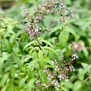 2 Lemon Verbena Live Plants for Planting – Fragrant Herb, 4-6 Inch Tall - Image 8